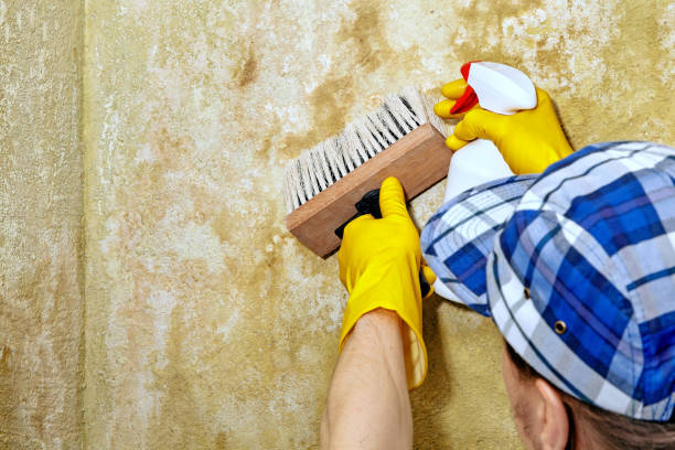 Mold Remediation for Rental Properties in Watervliet, NY