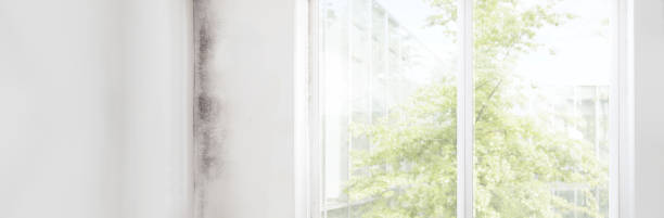  Watervliet, NY Mold Removal Pros