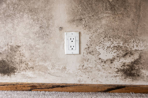 Best Post-Construction Mold Inspection  in Watervliet, NY