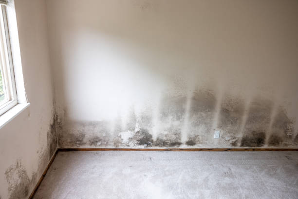 Best Airborne Mold Testing  in Watervliet, NY