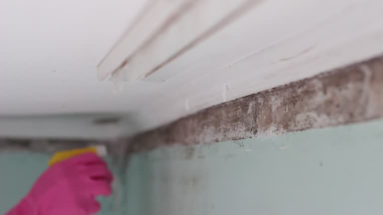 Best Crawl Space Mold Remediation  in Watervliet, NY