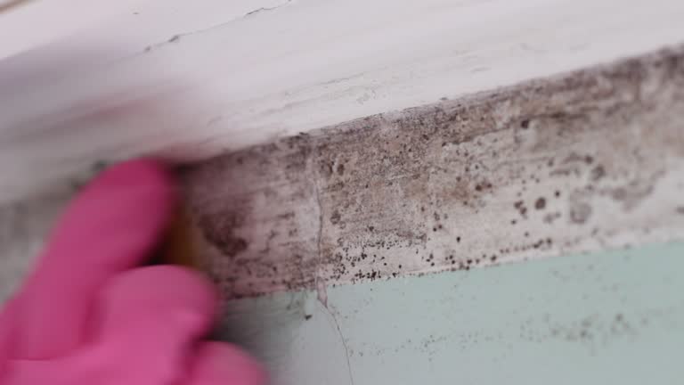 Best Industrial Mold Remediation  in Watervliet, NY